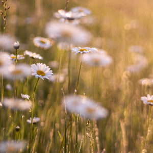 photo of field of daisies in sunlight