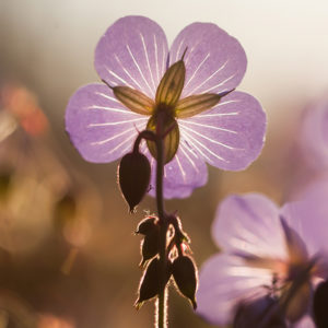 photo of small purple flower in foreground with sunset in background