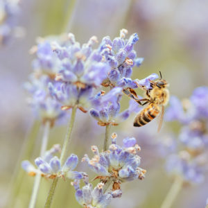 photo of lavender flower with bee
